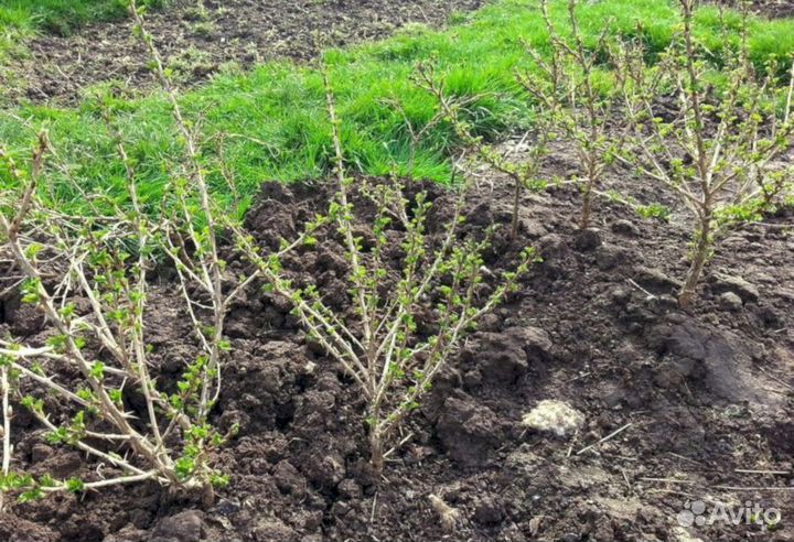 Саженцы крыжовника Машенька