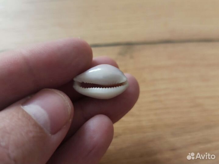 Морская раковина