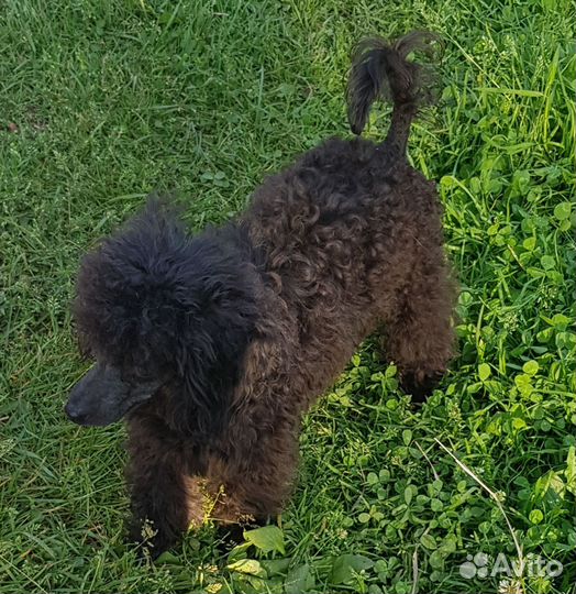 Тойпудель вязка