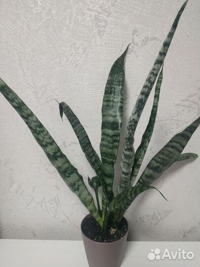 Сансевиерия