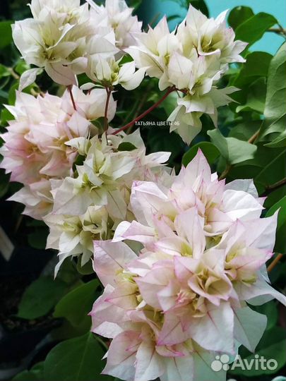 Махровые бугенвиллии (черенки)