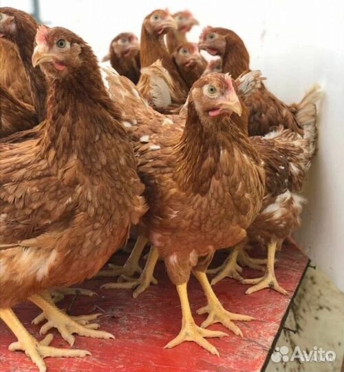 Куры: Несушка,Молодка