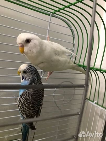 Пара волнистых попугаев