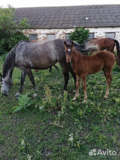 Продаются лошади