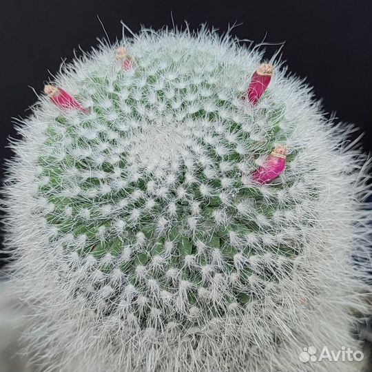 Кактус Mammillaria woodsii (семена)