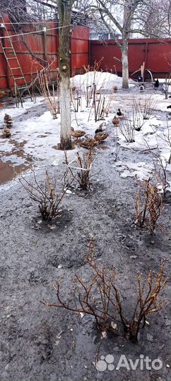 Утки подсадные для охоты