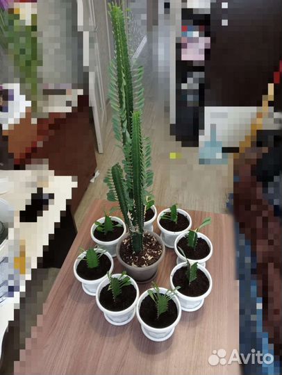 Кактус молочай