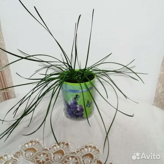 Замиокулькас Зефирансес