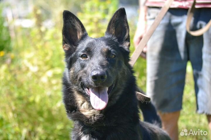 Метис овчарки в дар