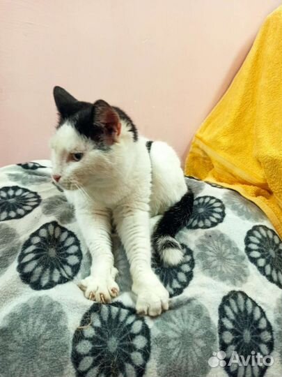 Кошка в дар