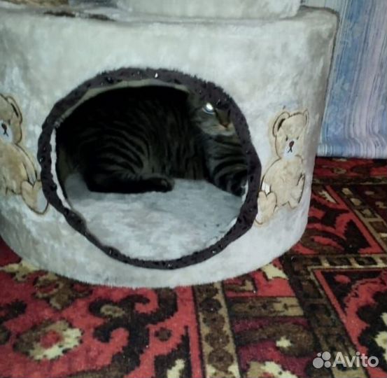 Комплекс для котят и не крупных кошек и котов