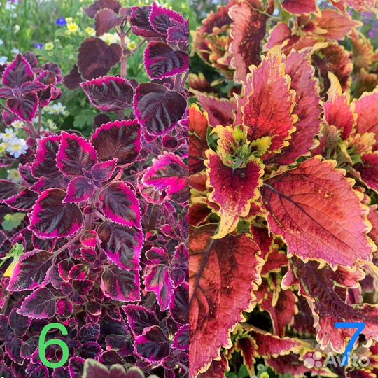 Колеусы вегетативные