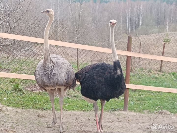 Яйцо страуса