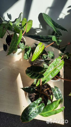 Филодендроны биллитау