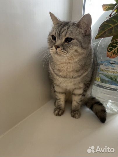 Отдам кота в добрые руки