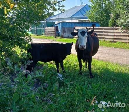 Корова дойная с теленком