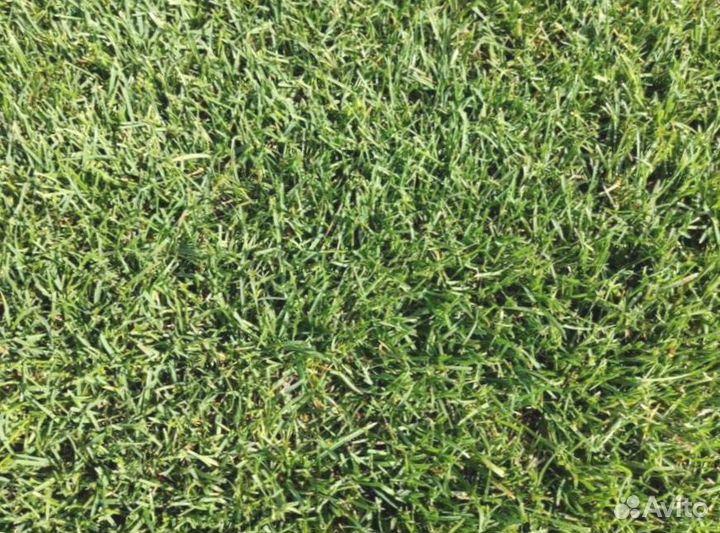 Рулонный газон