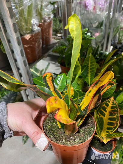 Кодиеум кротон /овал / дуб /санни стар