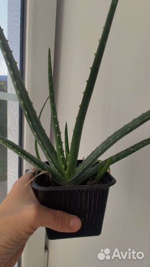 Алоэ Вера / каланхоэ / доктор лечебное растение