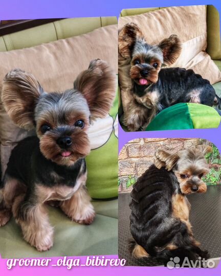 Стрижка собак мелких пород