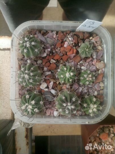 Продаю кактусы