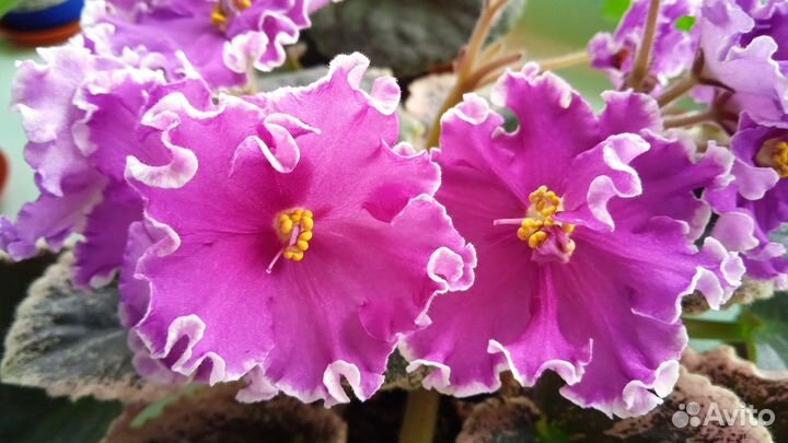 Фиалка Королевич Елисей цветущая