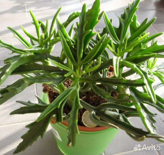 Каланхое Оленьи рожки, Крассула овата Хоббит