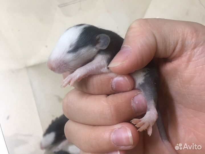 Крысята Дамбо. родились 1 марта