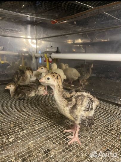 Индюки северокавказские. Индюшата и и/я