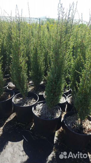 Можжевельник