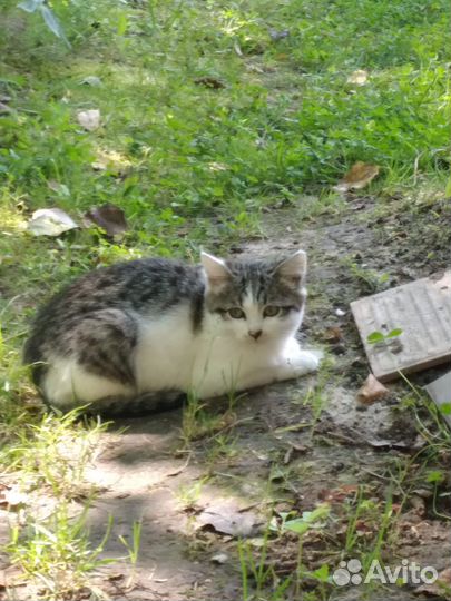 Помогите котятам выжить