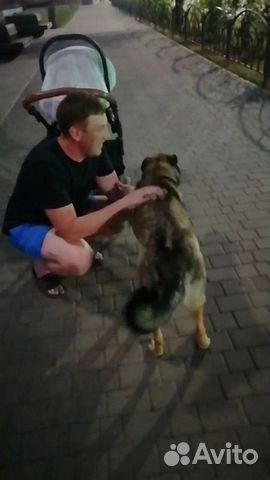 Собака в добрые руки немецкая овчарка объявление продам