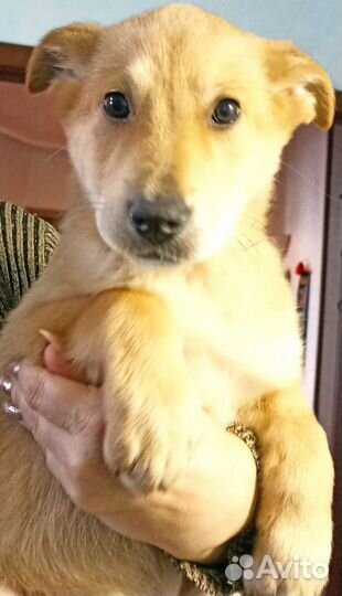 Собака, рыжее счастье