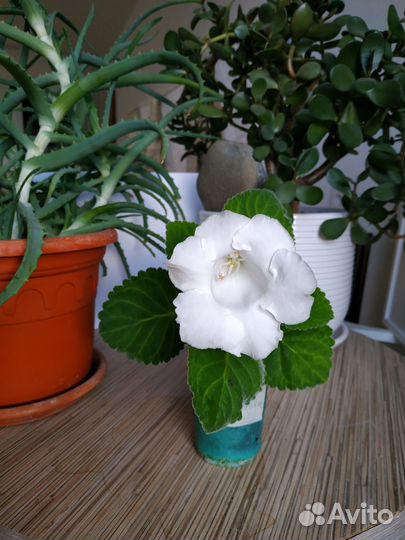 Глоксиния колокольчик