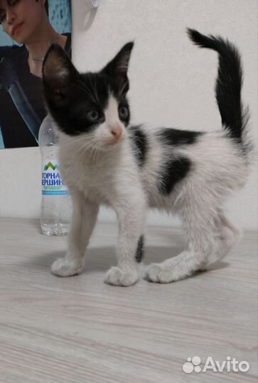 Кошка в дар бесплатно