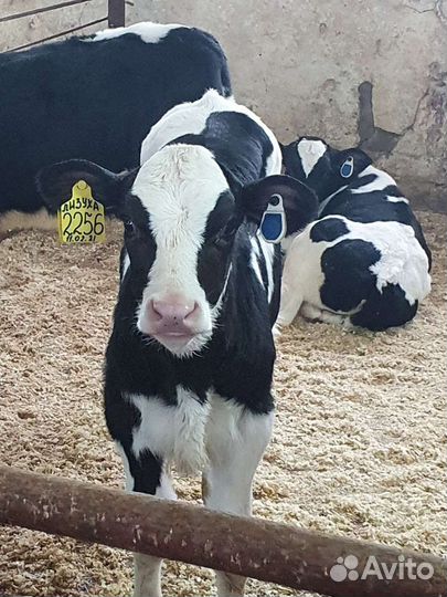 Бычки телята