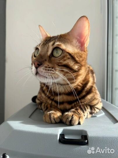 Бенгальский кот вязка