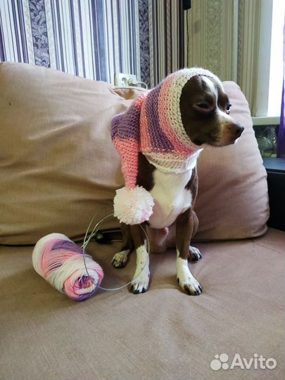 Шапочки для собачек