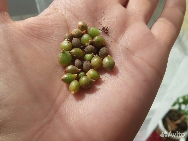 Птицемлечник,индийский лук