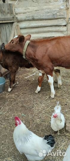 Телки, козы