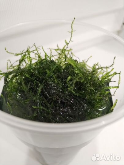 Яванский мох