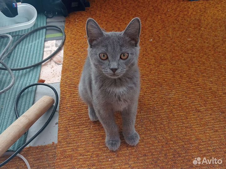 Русская голубая кот