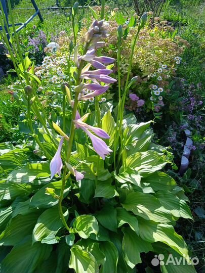 Многолетнее растение