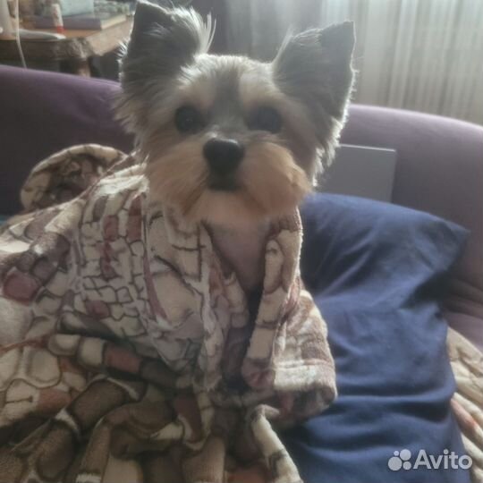 Вязка