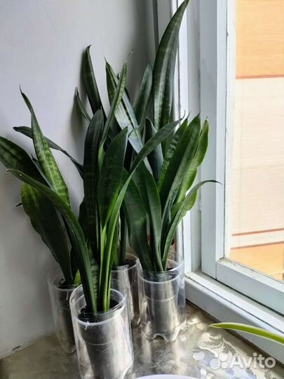 Сансевиерия сортовая (щучий хвост)
