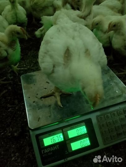 Цыплята бройлеры