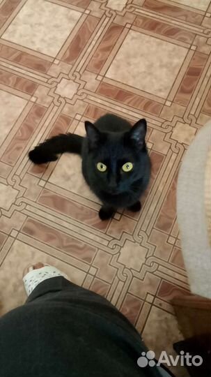 Стерилизованная молодая кошечка