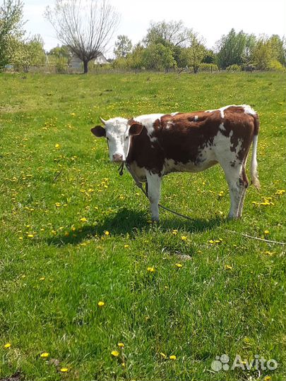 Телки Две Айширские Класс Элита