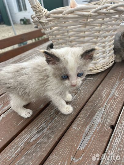 Котенок с ярко голубыми глазами ищет дом