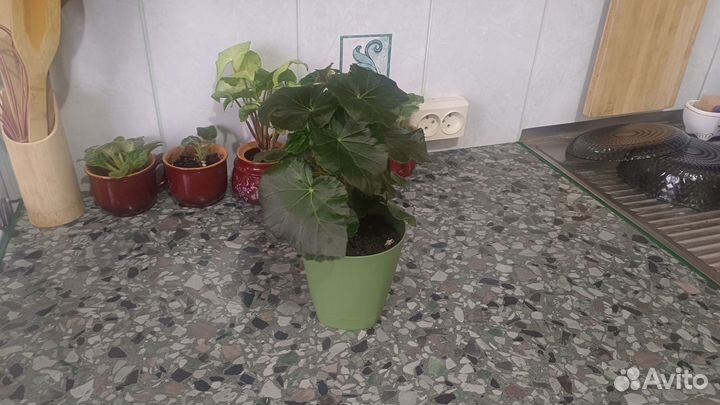 Бегония цветущая